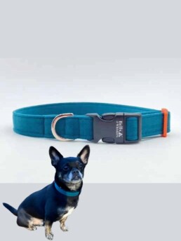 Bells & Whiskers&reg; Teal Velvet Puppy and Dog Collar