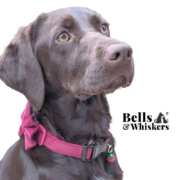 Custom dog collars Made in Britain