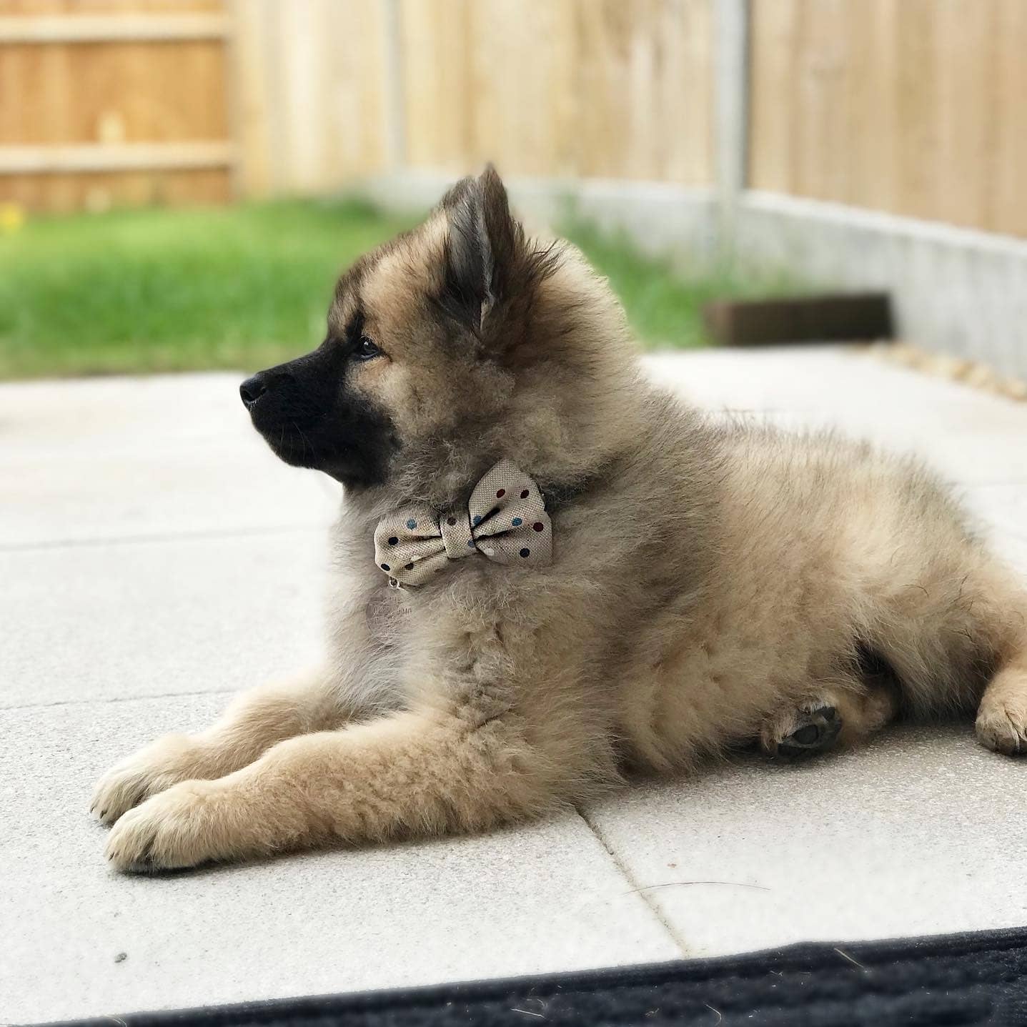 Cute Puppy Wearing a Bells & Whiskers™ Handmade Bow Tie