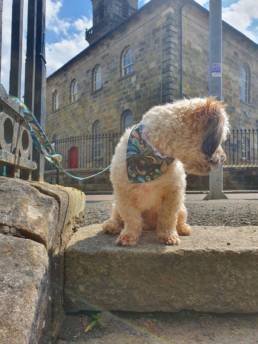 Green Paisley Patterned Fabric Dog Collar, Bandana & Lead