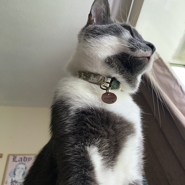 Cute Cat Wearing William Morris Inspired Designer Fabric Cat Collar