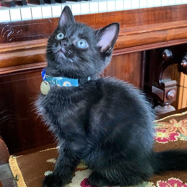 Cute Kitten Collars Handmade By Bells & Whiskers™