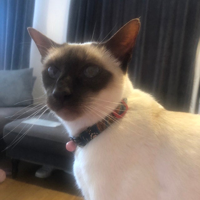 Siamese Cat Wearing Green Paisley Fabric Cat Collar