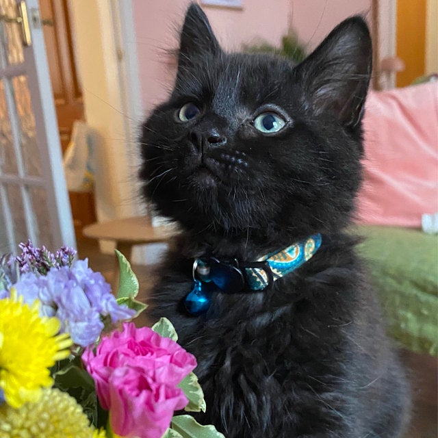 Black Maine Coon Kitten in Cute Fabric Collar by Bells & Whiskers™