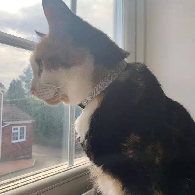 Cat Wearing Blue larkspur Handmade Fabric Cat Collar From Bells & Whiskers™