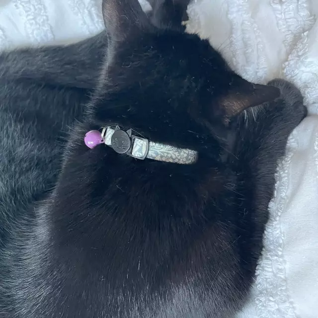 Black Cat Wearing Handmade Blue Larkspur Collar By Bells & Whiskers