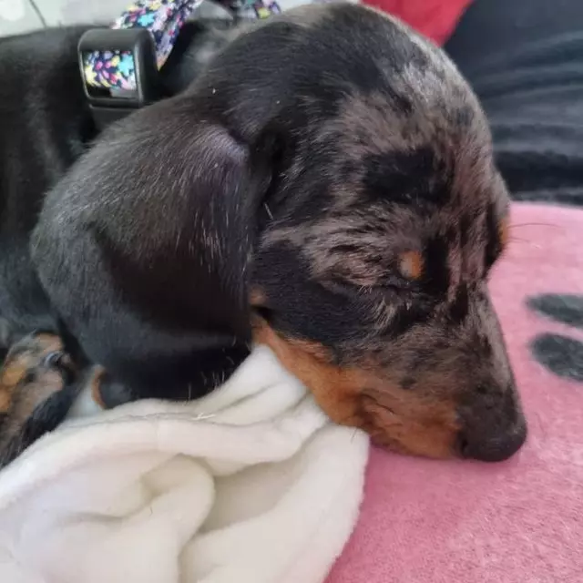 Cute dachshund Pup Wearing Handmade Bells & Whiskers™ Collar