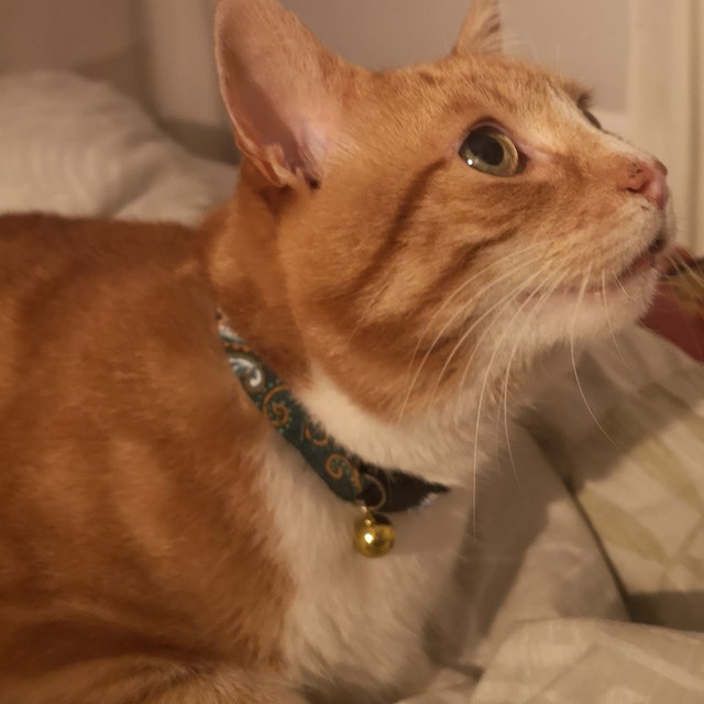 Ginger Tom Cat Wearing Green Paisley Fabric Cat Collar from Bells & Whiskers™