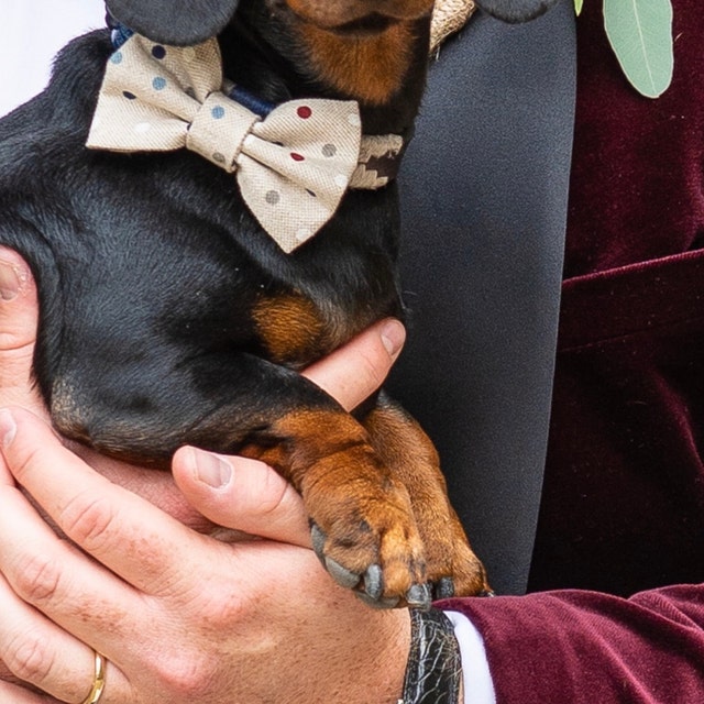 Custom Handamde Dog Bow Ties From Bells & Whiskers™