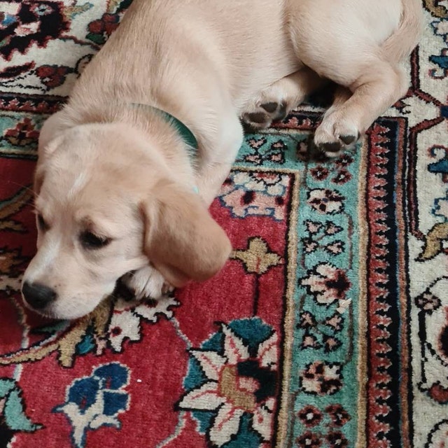 Green Emerald Puppy Collar By Bells & Whiskers™