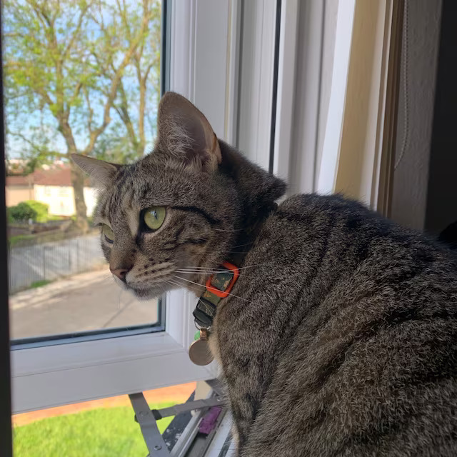 Brown cat wearing cork collar