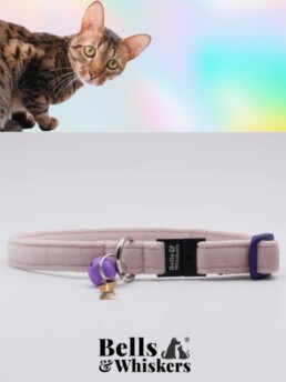 Custom Savannah Cat Collars For Long Cats