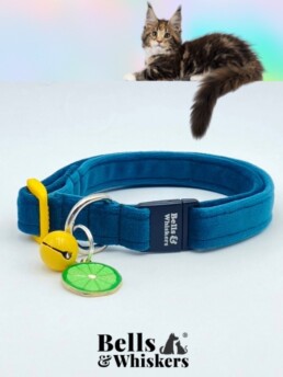 Maine Coon, Ragdoll, Forest Cat Safety Collar in Teal