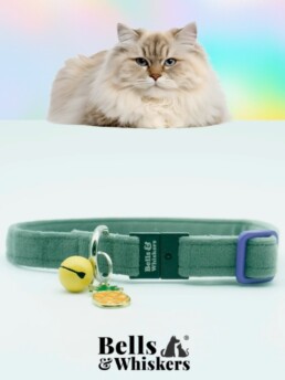 Sage Green Velvet Velour Cat Collar Suitable For Ragamuffin