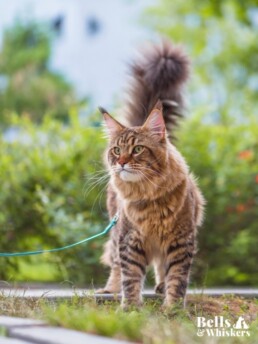 Bells & Whiskers&reg; Maine Coon Harness