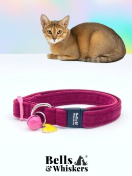 Chausie Sized Cat Collars By Bells & Whiskers&reg;