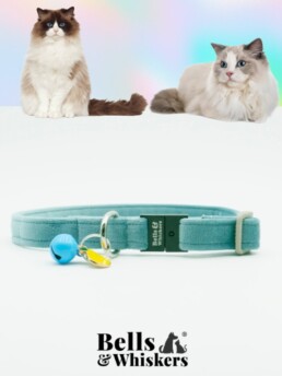 Two Ragdoll Cats next to Blue Velvet Cat Collar