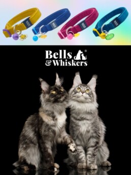 Quality Crafted Long Cat Collars For Maine Coon, Ragdoll, Norwegian Forest Cat