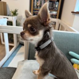 Extra Small Dog Collars By Bells & Whiskers&reg;