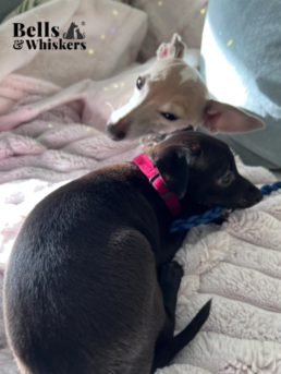 Puppy and Small dog collars by Bells & Whiskers&reg;