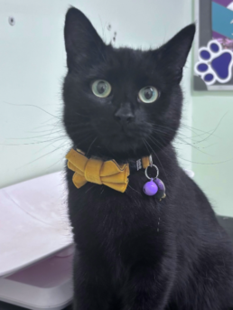 Cat Bows & Large Breed Cat Collars