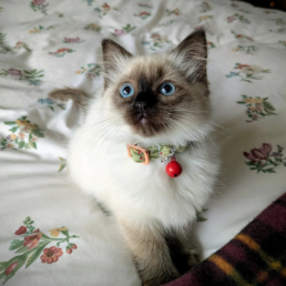 Beautiful Fabric Kitten Safety Quick Release Collars