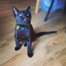 Quick Release Velvet Cat Collars